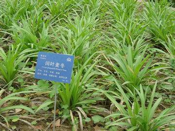 小學(xué)生認(rèn)識的植物