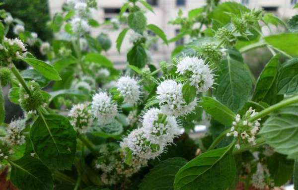 小學(xué)生認(rèn)識的植物