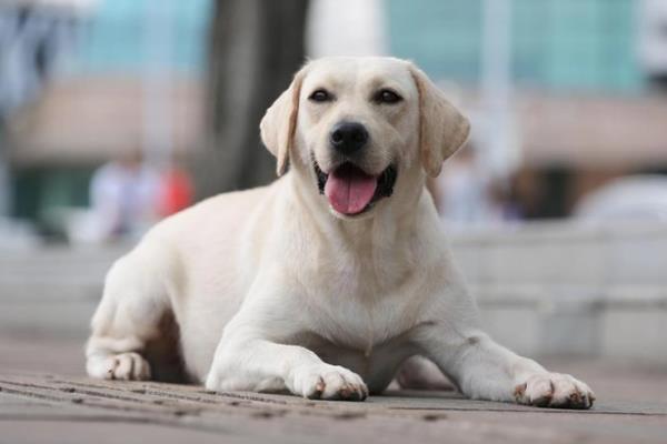 世界寵物犬排行榜（世界寵物犬排行榜前十名）