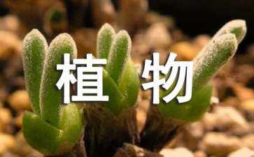 長寧綠植景觀設(shè)計案例分享（長寧綠化帶）